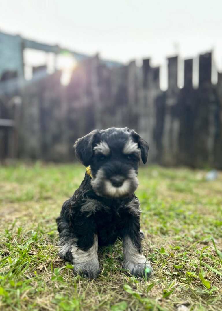 9946eca8-a1f5-4dee-9aad-c8ea0890ddd3